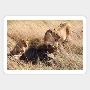 Lioness and Cubs at a Wilderbeest Kill, Maasai Mara, Kenya Sticker